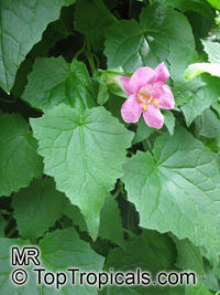 Asarina sp., Figwort, Creeping Snapdragon
