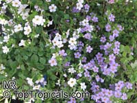 Sutera cordata, Bacopa cordata, Snowflake