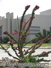 Bougainvillea sp., Bougainvillea
