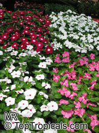 Catharantus roseus, Vinca rosea, Madagascar Periwinkle, Vinca
