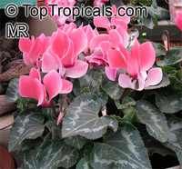Cyclamen sp., Persian Violet