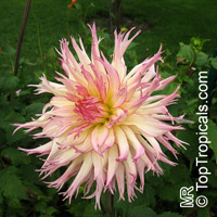 Dahlia