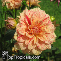 Dahlia