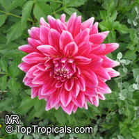 Dahlia, Dahlia