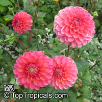 Dahlia, Dahlia