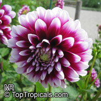 Dahlia, Dahlia