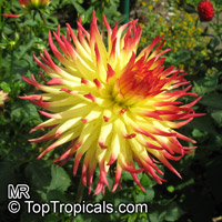 Dahlia, Dahlia