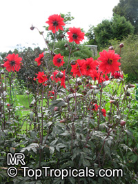 Dahlia