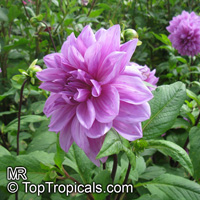 Dahlia, Dahlia