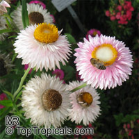 Helichrysum sp., Strawflower, Immortelle, Helichrysum