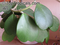 Hoya kerrii - Sweetheart, Valentine Hoya, green leaves

Click to see full-size image