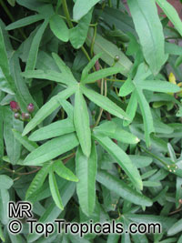 Ipomoea sp., Morning glory