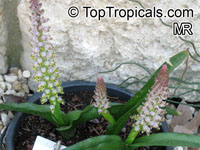 Lachenalia mutabilis, Mutabilis Cape Cowslip