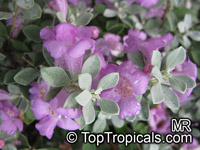 Leucophyllum frutescens, Texas Ranger, Texas Sage, Barometer Bush, Cenizo, Silverleaf, Purple Sage