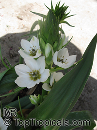 Ornithogalum sp., Star of Bethlehem