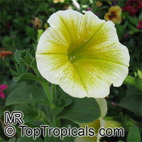 Petunia x hybrida, Petunia
