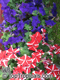 Petunia x hybrida, Petunia