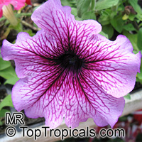 Petunia x hybrida, Petunia