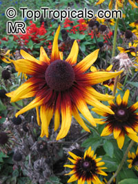 Rudbeckia sp., Black-eyed Susan, Coneflower