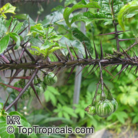 Solanum atropurpureum, Malevolence, Purple Devil