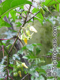 Solanum atropurpureum, Malevolence, Purple Devil