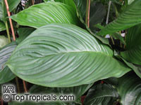 Tacca chantrieri, Bat Head Lily, Bat Flower, Devil Flower, Black Tacca