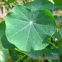 Tropaeolum majus, Tropaeolum nanum, Garden Nasturtium, Indian Cress, Monks Cress