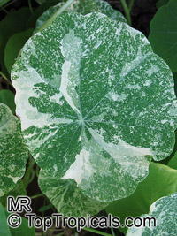 Tropaeolum majus, Tropaeolum nanum, Garden Nasturtium, Indian Cress, Monks Cress