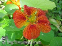 Tropaeolum majus, Tropaeolum nanum, Garden Nasturtium, Indian Cress, Monks Cress