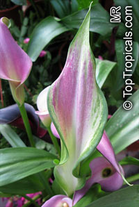 Zantedeschia sp., Arum Lily, Calla Lily
