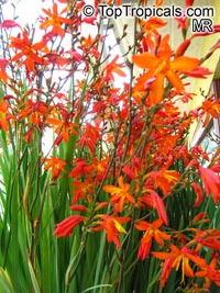 Crocosmia sp. - Coppertips Grass, Falling Stars

Click to see full-size image
