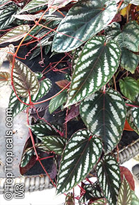 Cissus discolor - Rex Begonia Vine

Click to see full-size image