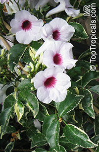 Pandorea jasminoides - Variegated Pandora vine

Click to see full-size image