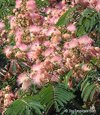 Albizia julibrissin - seeds

Click to see full-size image
