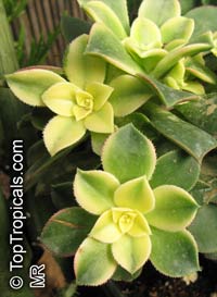 Aeonium sp., Aeonium
