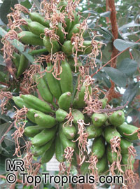 Agave sp., Agave