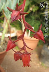 Echeveria sp.