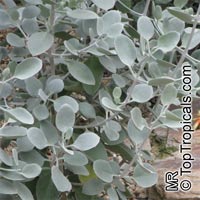 Kalanchoe sp., Kalanchoe