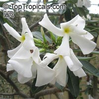 Pachypodium lamerei, Madagascar Palm