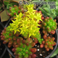 Sedum rubrotinctum, Jelly Beans, Brown Beans, Christmas Cheer