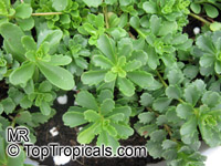 Sedum sp., Sedum