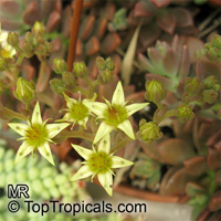 Sedum sp., Sedum