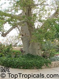 Adansonia digitata, Baobab, Cream of Tartar tree, Monkey-bread tree, Lemonade tree Adansonia digitata, Baobab, Cream of Tartar tree, Monkey-bread tree, Lemonade tree