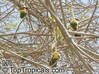 Adansonia digitata, Baobab, Cream of Tartar tree, Monkey-bread tree, Lemonade tree Adansonia digitata, Baobab, Cream of Tartar tree, Monkey-bread tree, Lemonade tree