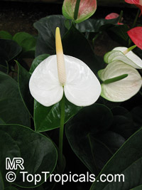 Anthurium sp., Tail Flower