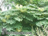 Aralia chinensis, Chinese Angelica Tree Aralia chinensis, Chinese Angelica Tree