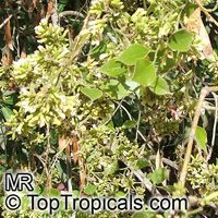 Dalbergia sissoo
