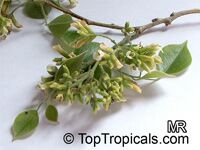 Dalbergia sissoo