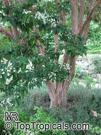 Heptacodium miconioides, Heptacodium jasminoides, Seven Sons plant