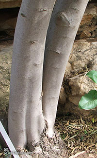 Kiggelaria africana, Wild peach
